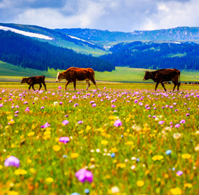 國(guó)內(nèi)新疆