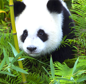 國(guó)內(nèi)四川